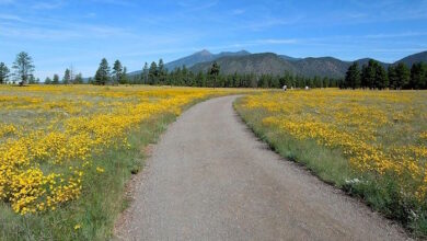 buffalo park flagstaff