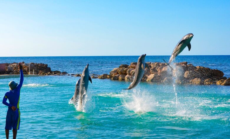 Dolphin Cove Jamaica